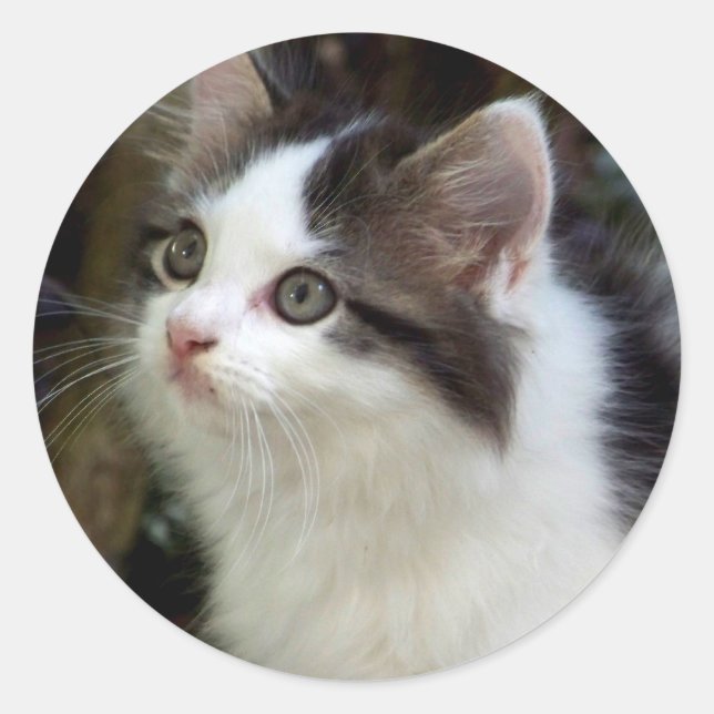 Anjos com adesivos (gatinho) (Frente)