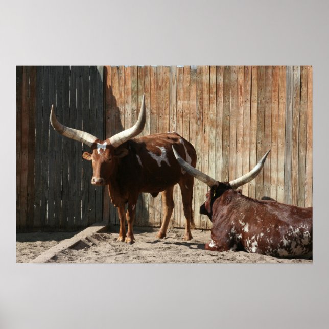 Ankole-Watusi Cattle Poster (Frente)