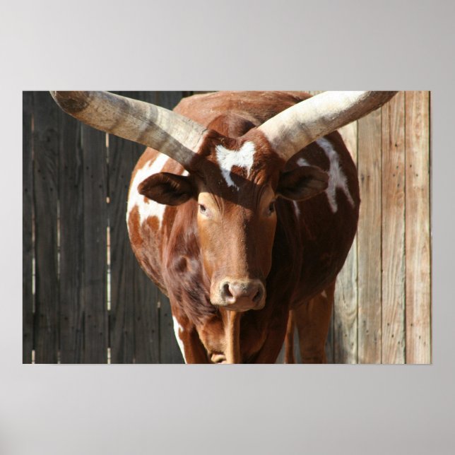 Ankole-Watusi Cattle Poster (Frente)
