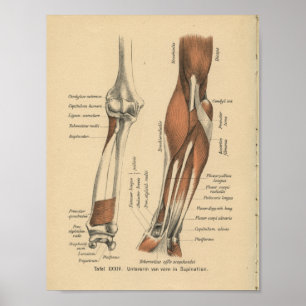 Antebraço do impressão da anatomia do alemão do