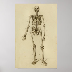 Anterior Impressão de Anatomia do Esqueleto Human