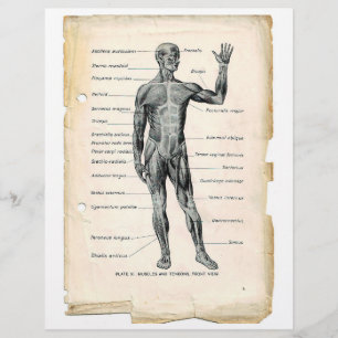 Anterior Muscular Folheto