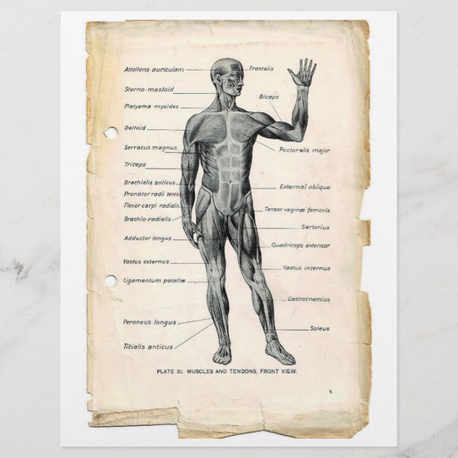 Anterior Muscular Folheto (Frente)