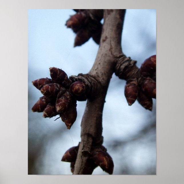 Antes da Poster do Blossom (Frente)
