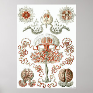 ~ Anthomedusae do poster de Ernst Haeckel