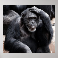 Antiga poster Chimpanzé