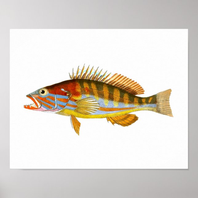 Antiguidade do Peixe Art Impressão n.o 5, Impressã (Frente)