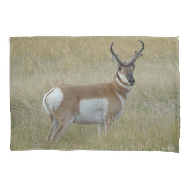 Antílope A1 Bighorn Grande (Frente)