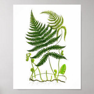 Antique Fern Impressão nº 9 Natureza Verde Arte Bo