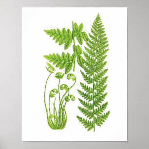 Antique Fern Impressão n.o 7 Natureza Verde Arte B