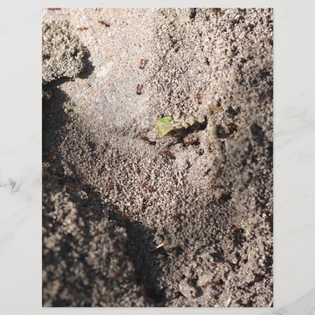 Ants Go Marching (Frente)