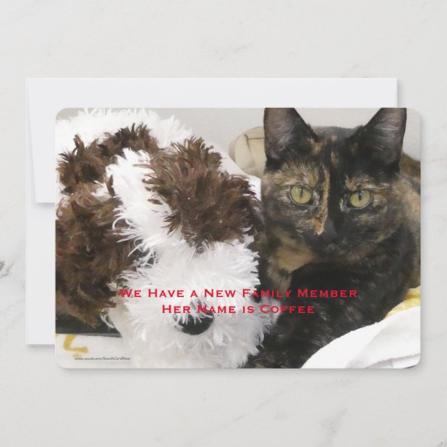 Anúncio Adoção de Pet Cat, Nome, Foto, (Frente)