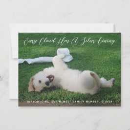 Anúncio Adoção De Pet De Foto De Links De Prata