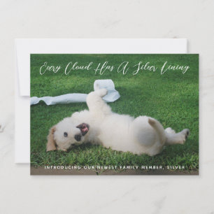 Anúncio Adoção De Pet De Foto De Links De Prata