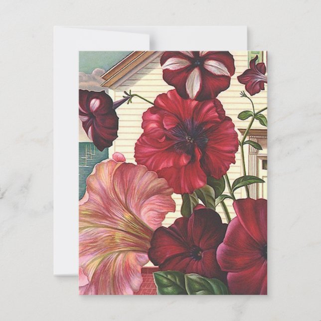 Anúncio Anunciamos as Flores de Petunia para casa (Frente)