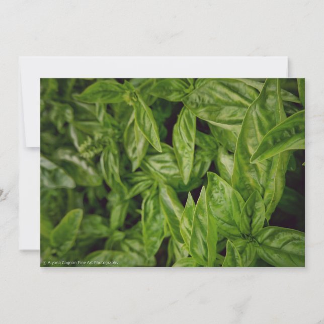 Anúncio Basil Fine Art (Frente)