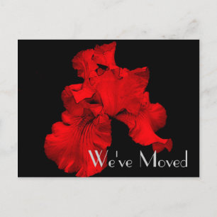 Anúncio Cartão postal de Arte Floral Red Hot Iris