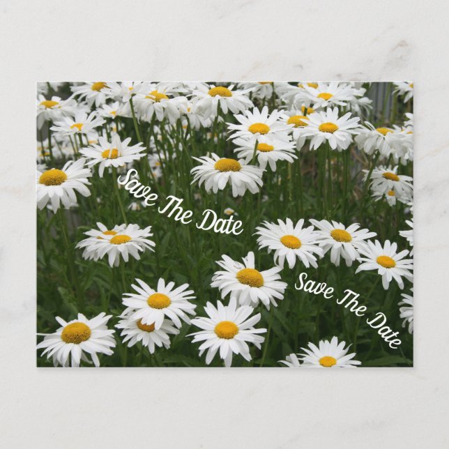 Anúncio Cartão postal de flores de margarida de verão para (Frente)