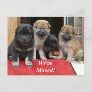 Anúncio Cartão postal de novo endereço do Spaniel Tibetano