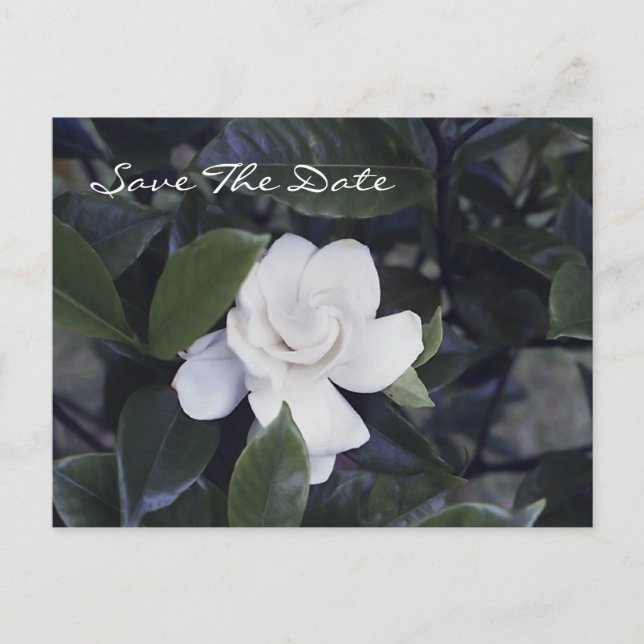 Anúncio Cartão postal de save the date da encantadora gard (Frente)