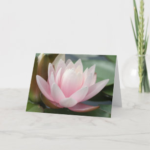 Anúncio coroa rosa