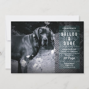 Anúncio de Filhotes