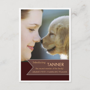 Anúncio de Foto do Novo Banner Pet Brown