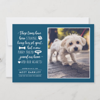 Anúncio de Fotos de Pet em Tempos Estranhos| Azul