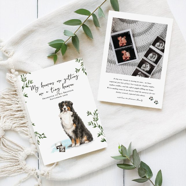 Anúncio de Gravidez de Bernese Mountain Dog (Criador carregado)