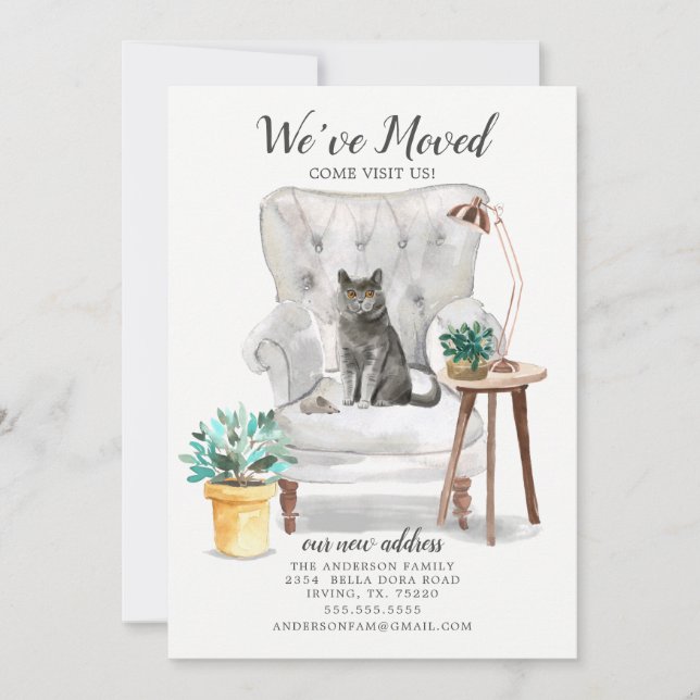 Anúncio de Movimentação de Gato de Shorthair Britâ (Frente)