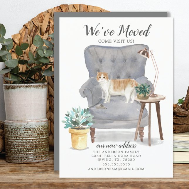 Anúncio de Movimentação de Gato Dobrado Escocês (Criador carregado)