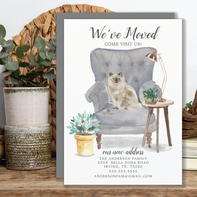 Anúncio de Movimentação de Gato Ragdoll (Criador carregado)