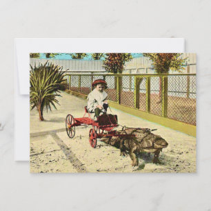 Anúncio de Movimentação do Alligador Clever Florid