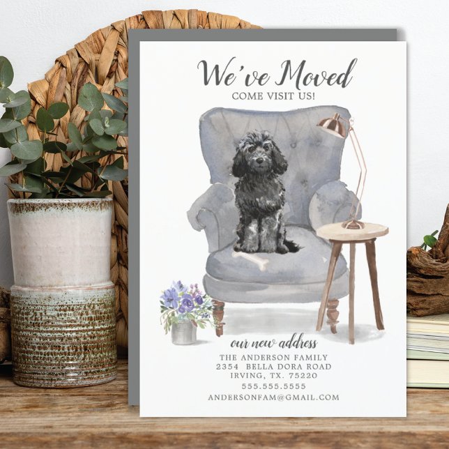 Anúncio de Movimentação em Cockapoo Preto (Criador carregado)