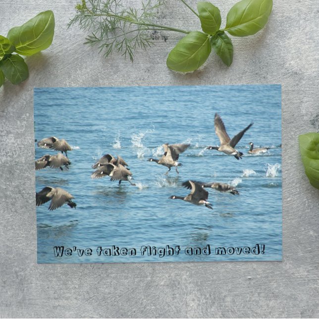 Anúncio de Mudança de Rebanho de Gansos Voadores (In Situ)