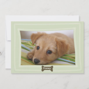 Anúncio de Pet de Foto Bone para um Cachorro