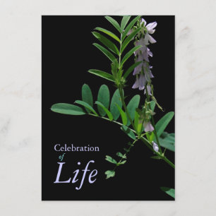 Anúncio do Funeral de Celebração da Vida no Indigo