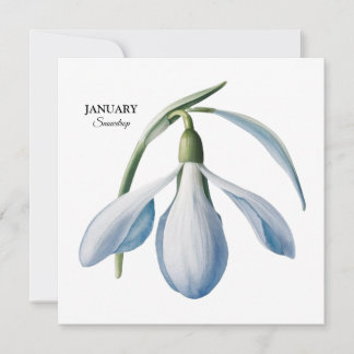 Anúncio Floração de Galanto de Janeiro - Presente Personal