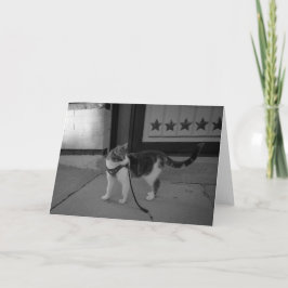 Anúncio Gato urbano Vibes notecard