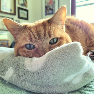 Anúncio Ginger Cat diz que se sente melhor em breve