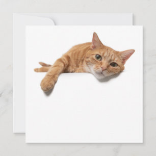 Anúncio Laranja Gato