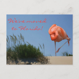 Anúncio Mudamos para a Flórida! Cartão Postal de Flamingo 