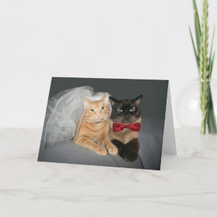Anúncio Noiva e Noivo Felinos