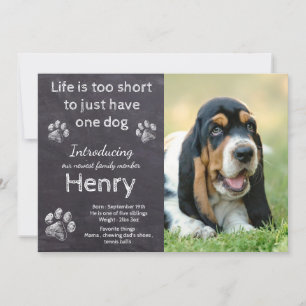 Anúncio Novo Cachorro Pet Russo Foto Cachorro Pet Cachorro