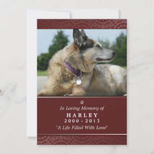 Anúncio Pet Memorial Card 5"x7" Rainbow Bridge (Masculino)