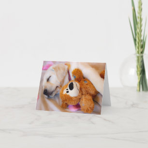 Anúncio Puppy Cudddles