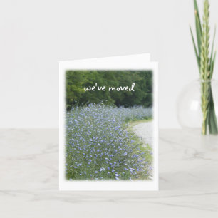 Anúncio Relocalização de Sangue da Flor Chicória