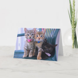 Anúncio Três Gatinhos