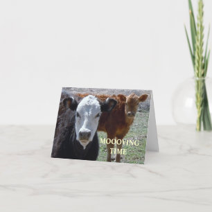 Anúncio Vacas bonitas - Mudança Ocidental de Endereço