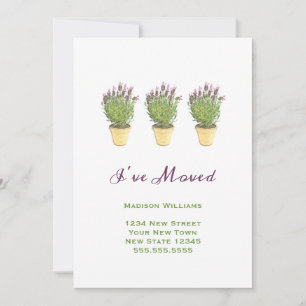 Anúncios de Movimentação Chic Movi a Lavanda